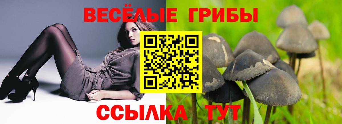 Псилоцибиновые грибы Psilocybe Лесосибирск